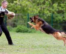 Како правилно да го обучи кучето?